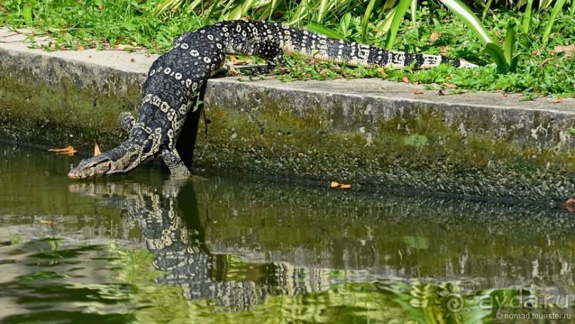 Азиатские жители