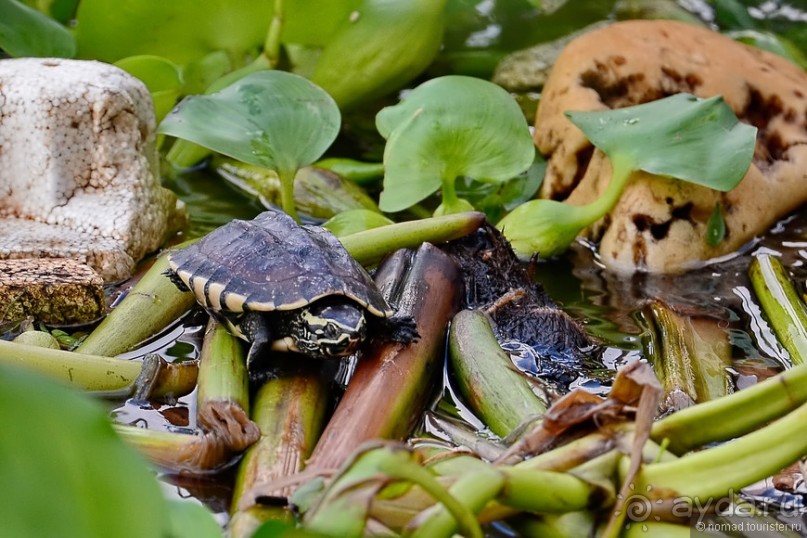 Азиатские жители