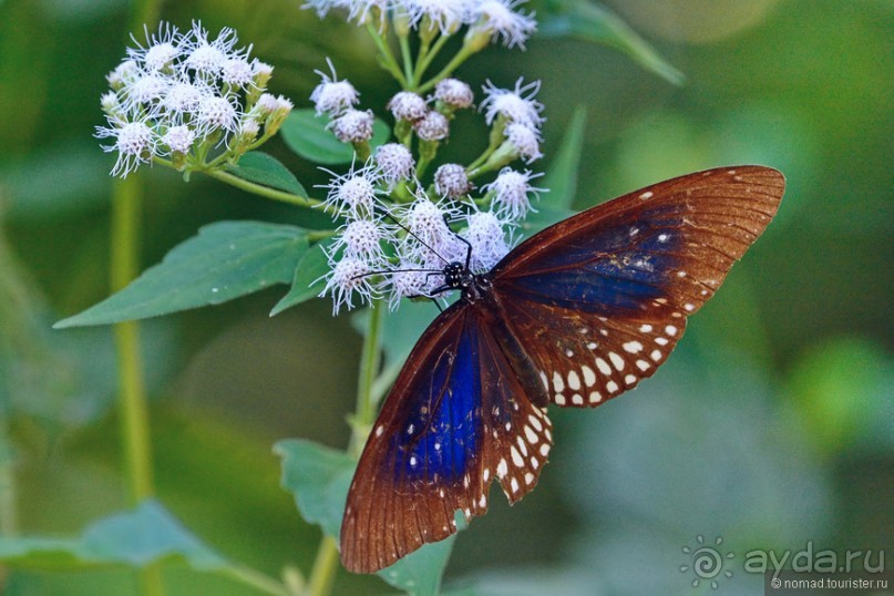 Азиатские жители