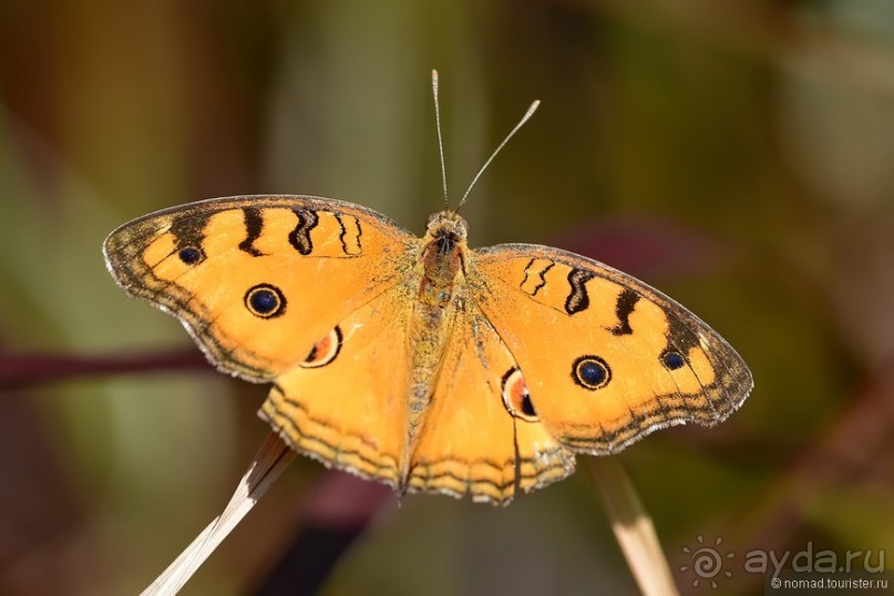 Азиатские жители