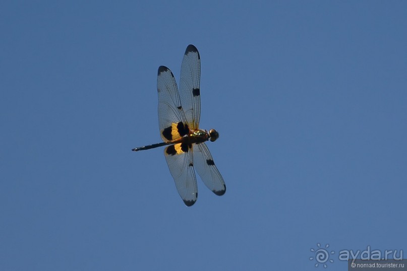 Азиатские жители