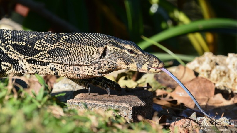 Азиатские жители