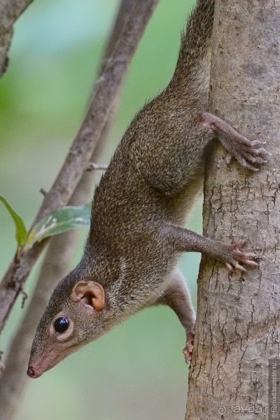 Азиатские жители