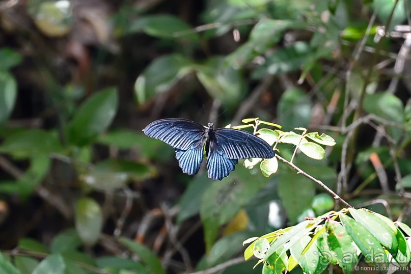 Азиатские жители