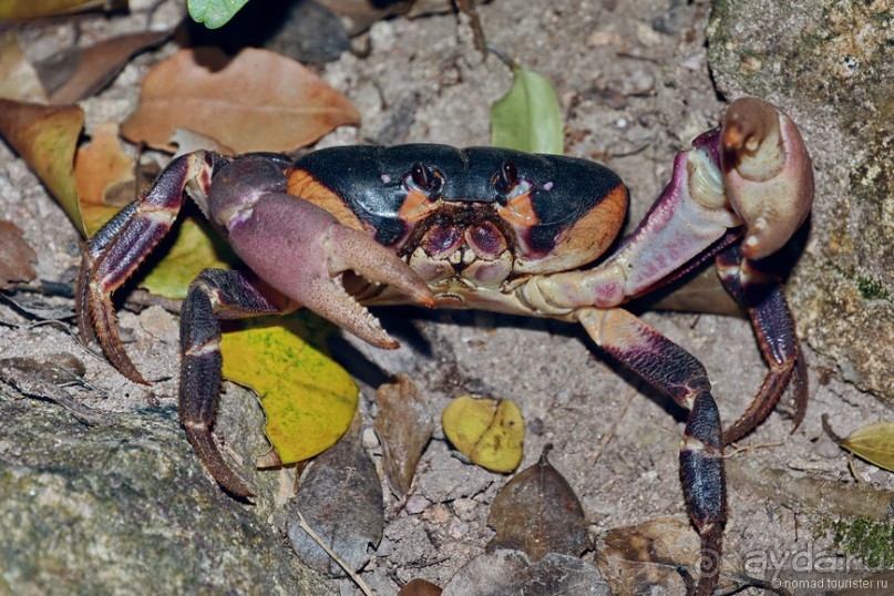 Азиатские жители