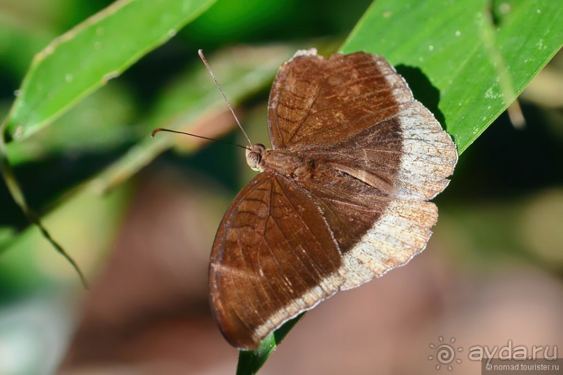 Азиатские жители