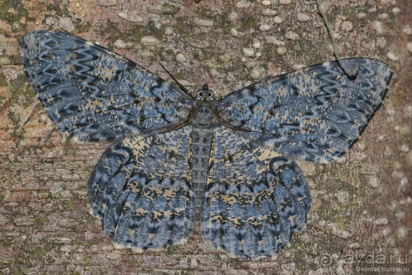 Азиатские жители