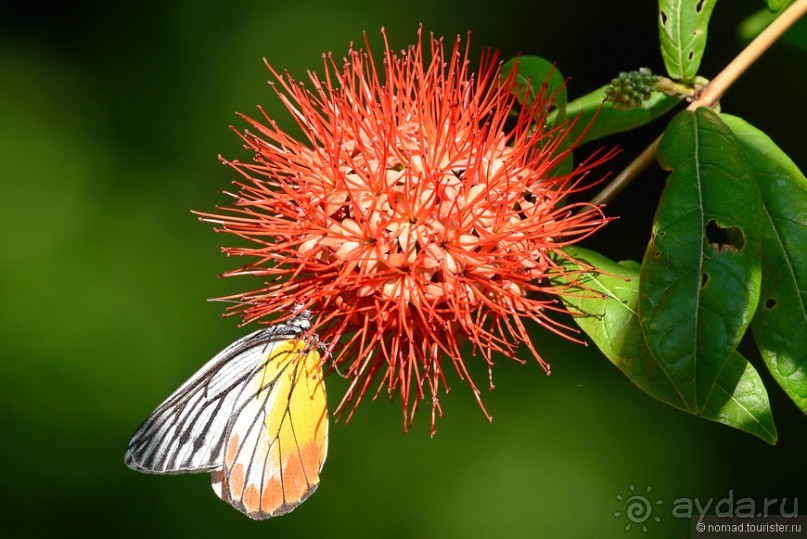 Азиатские жители