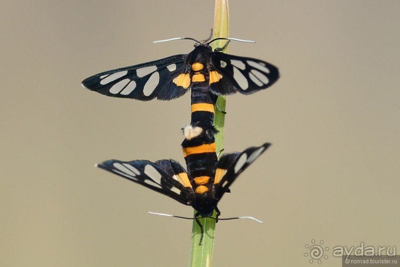 Азиатские жители