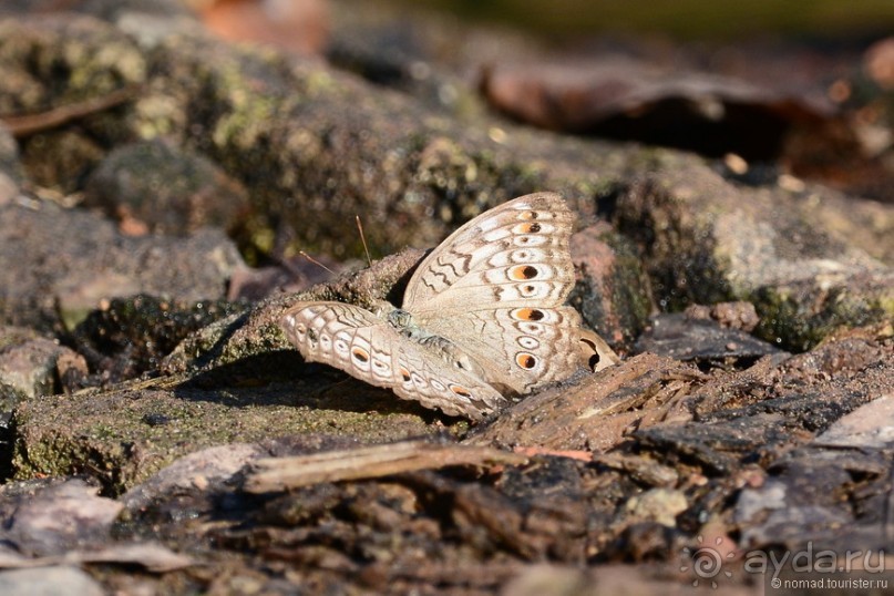 Азиатские жители