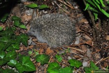 Альбом отзыва "Не классическая Вена"