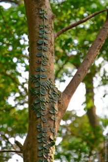 Незнакомый Гонконг