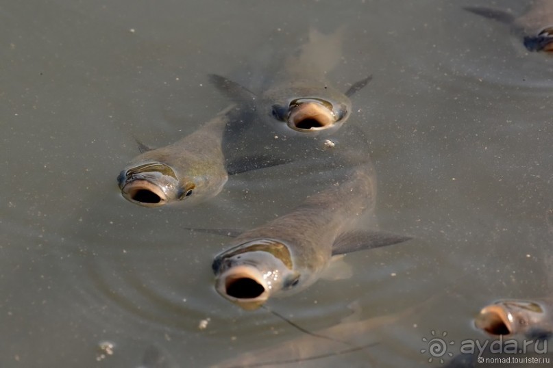 Балканское кольцо. Часть 2