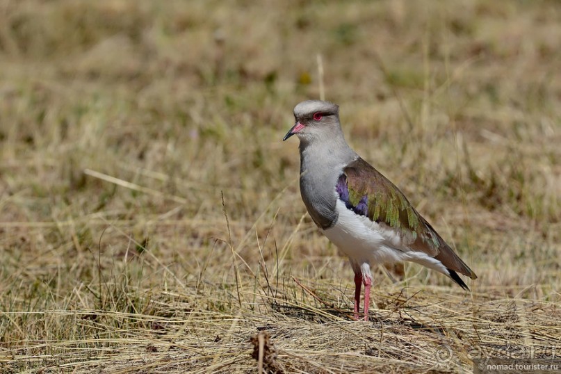 Bolivia te espera! Часть 3