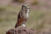 Bolivia te espera! Часть 3