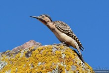 Bolivia te espera! Часть 3