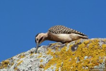 Bolivia te espera! Часть 3