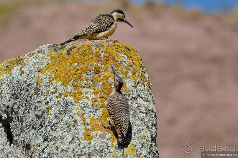 Bolivia te espera! Часть 3