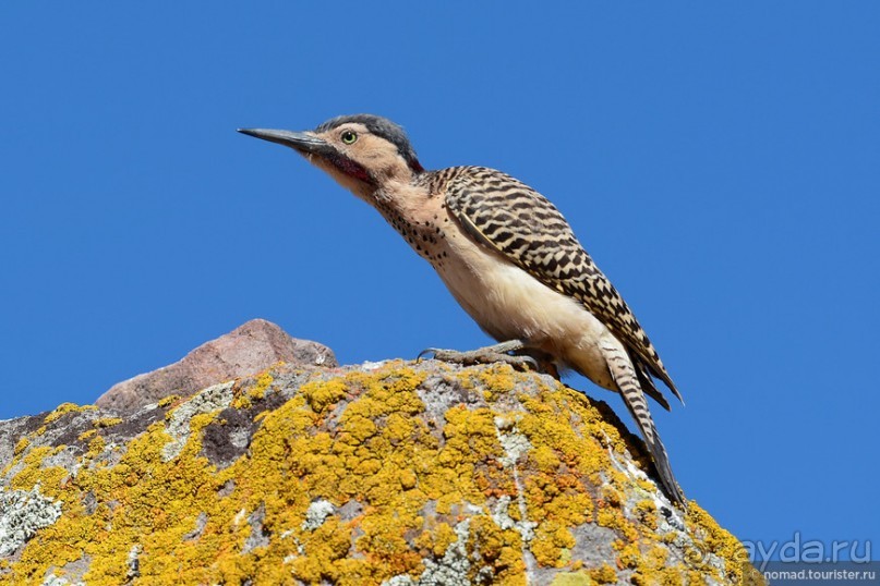 Bolivia te espera! Часть 3