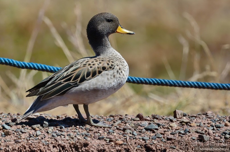 Bolivia te espera! Часть 3
