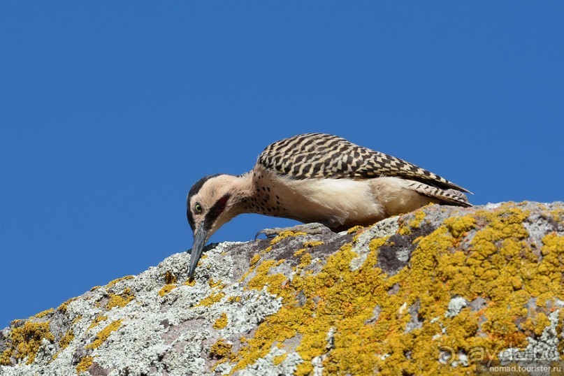 Bolivia te espera! Часть 3