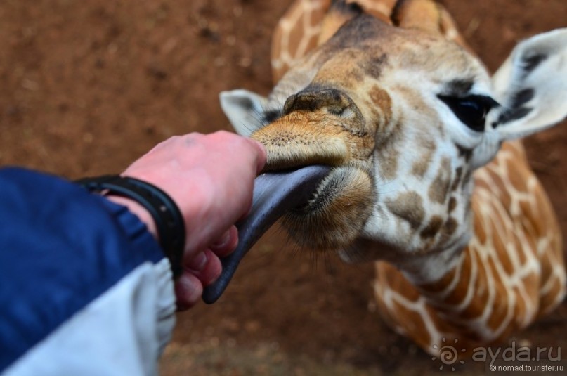 Акуна матата — дубль два. Кения в сезон дождей. Часть 6