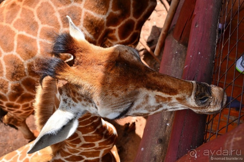 Акуна матата — дубль два. Кения в сезон дождей. Часть 6