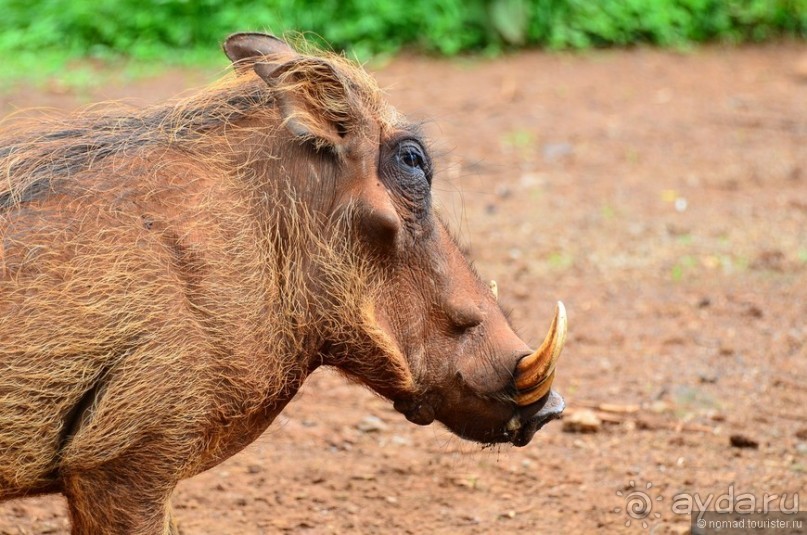 Акуна матата — дубль два. Кения в сезон дождей. Часть 6
