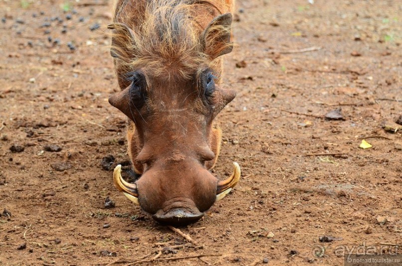 Акуна матата — дубль два. Кения в сезон дождей. Часть 6