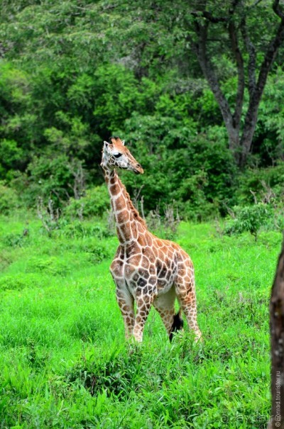 Акуна матата — дубль два. Кения в сезон дождей. Часть 6