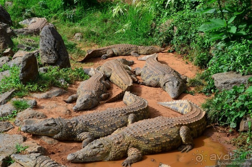 Акуна матата — дубль два. Кения в сезон дождей. Часть 6