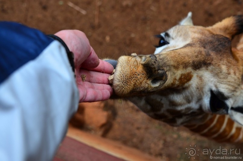 Акуна матата — дубль два. Кения в сезон дождей. Часть 6