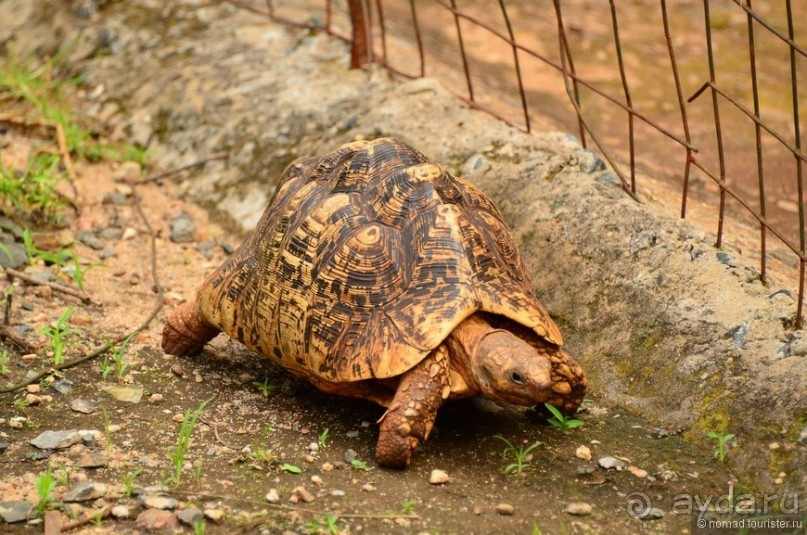 Акуна матата — дубль два. Кения в сезон дождей. Часть 6