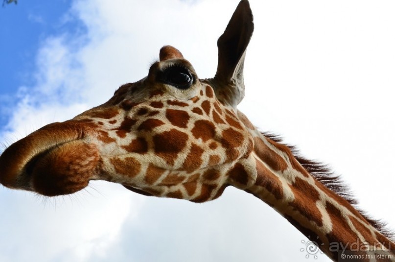 Акуна матата — дубль два. Кения в сезон дождей. Часть 6