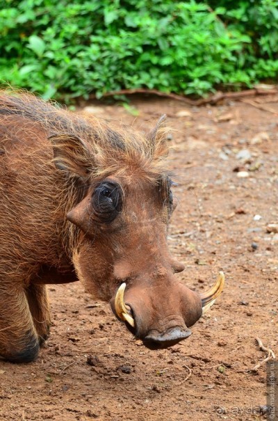 Акуна матата — дубль два. Кения в сезон дождей. Часть 6