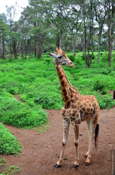 Акуна матата — дубль два. Кения в сезон дождей. Часть 6