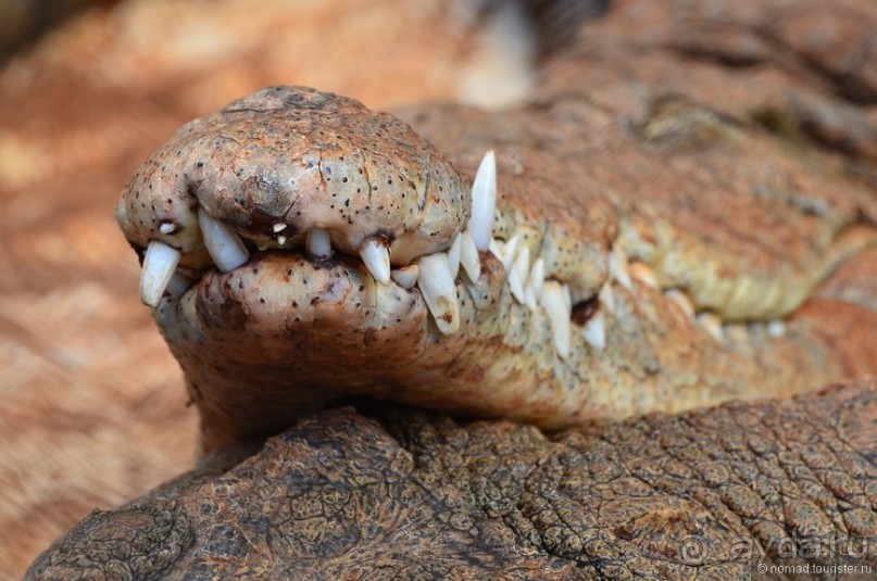 Акуна матата — дубль два. Кения в сезон дождей. Часть 6