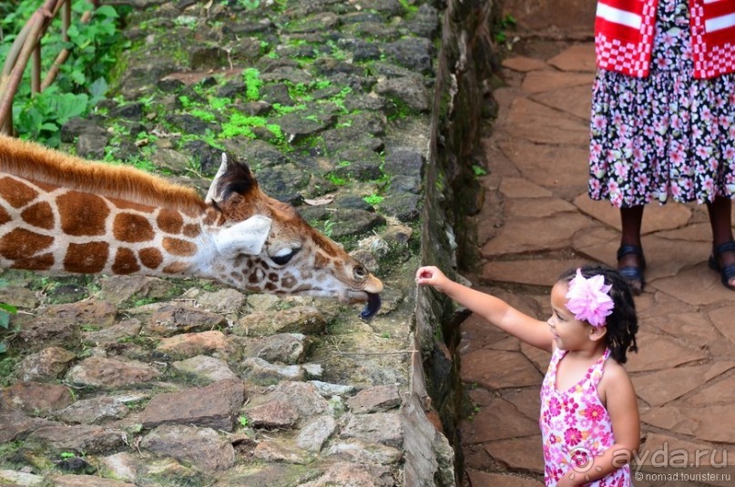 Акуна матата — дубль два. Кения в сезон дождей. Часть 6
