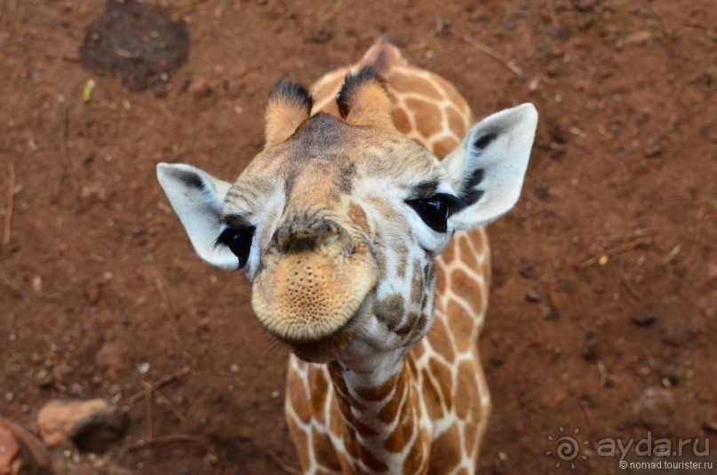 Акуна матата — дубль два. Кения в сезон дождей. Часть 6