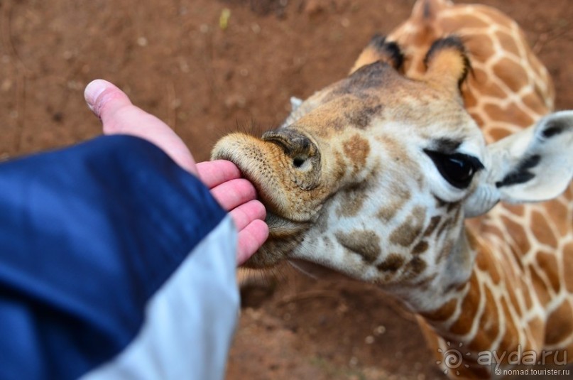 Акуна матата — дубль два. Кения в сезон дождей. Часть 6