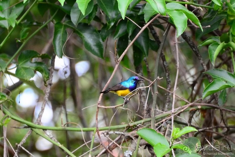 Акуна матата — дубль два. Кения в сезон дождей. Часть 6