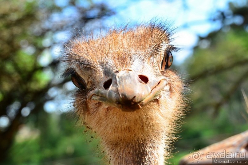 Акуна матата — дубль два. Кения в сезон дождей. Часть 6