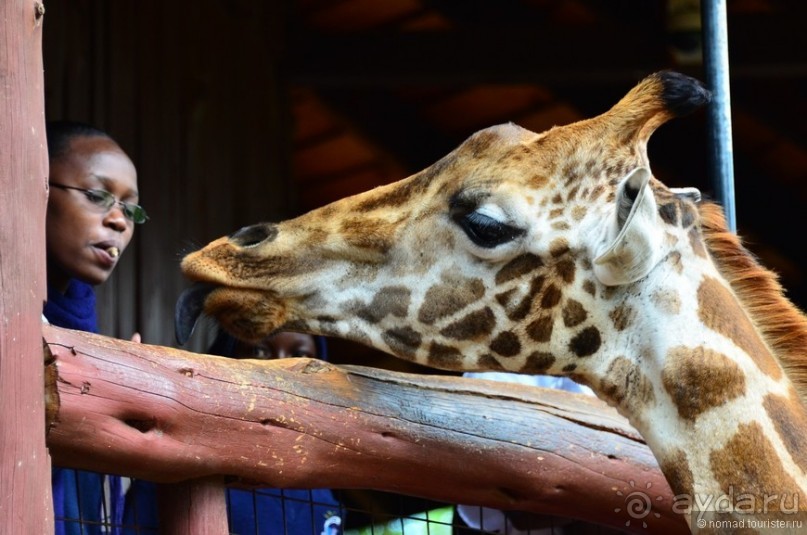 Акуна матата — дубль два. Кения в сезон дождей. Часть 6