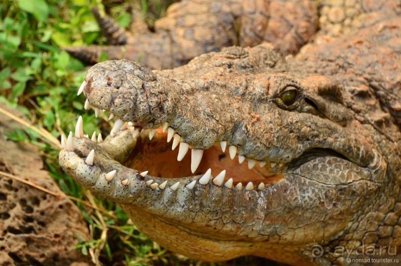 Акуна матата — дубль два. Кения в сезон дождей. Часть 6