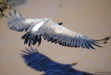 Акуна матата, или даешь сафари! Часть 1