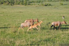 Акуна матата, или даешь сафари! Часть 1