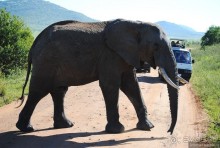 Акуна матата, или даешь сафари! Часть 1