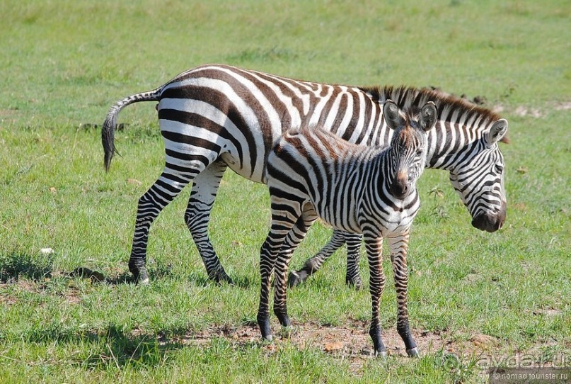 Акуна матата, или даешь сафари! Часть 1