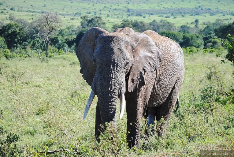 Акуна матата, или даешь сафари! Часть 1