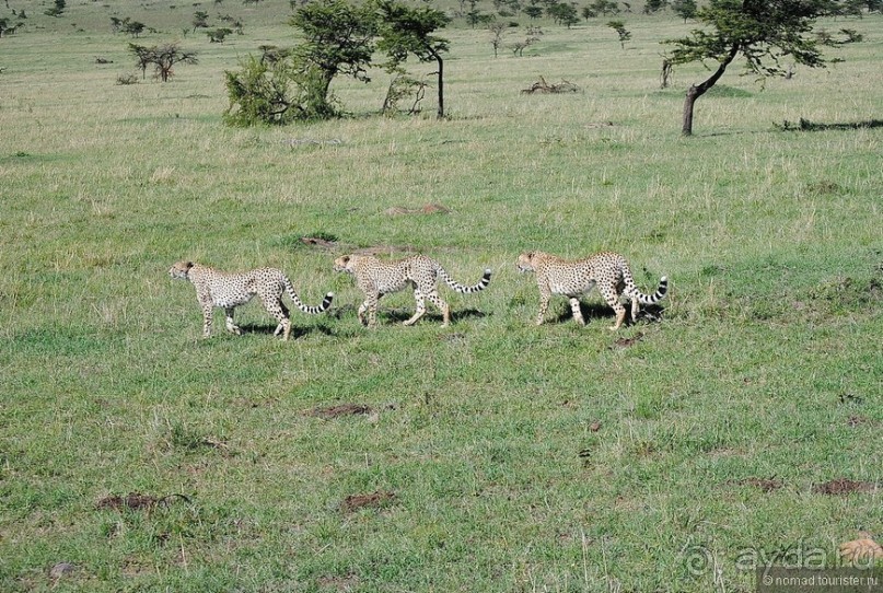 Акуна матата, или даешь сафари! Часть 1